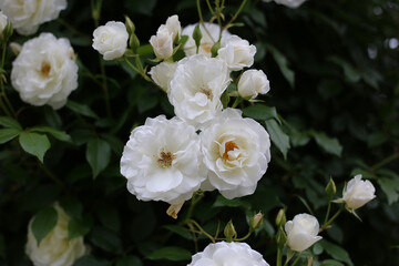 Beautiful white rose in full bloom