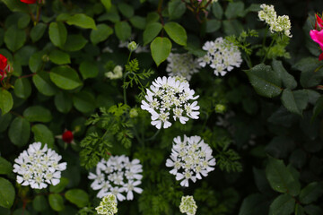 A beautiful rose bush in a public park in Japan