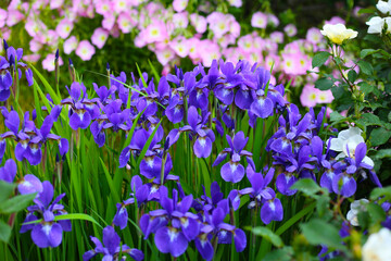 Purple irises and pink evening primroses blooming in a vibrant garden.