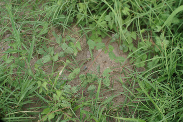 Planta vergonzosa 