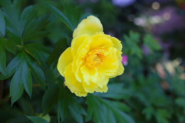 Beautiful flower of paeonia plant