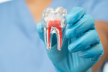 Asian dentist holding dental implant, artificial tooth roots into jaw, root canal of dental treatment, gum disease, teeth model for dentist.