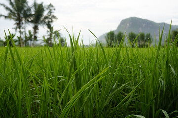 rice field in thailand