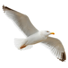 photograph of a seagull flying wings down isolated on white or transparent background