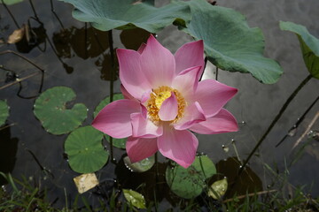 pink water lily