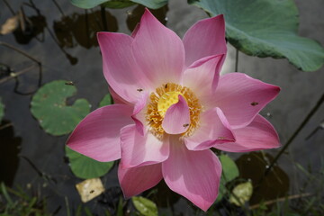 pink water lily