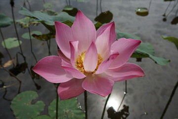 pink water lily