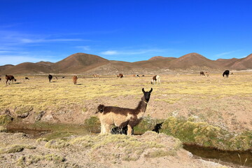 lamas llamas beside the highway between Potosi and Uyuni, Bolivia