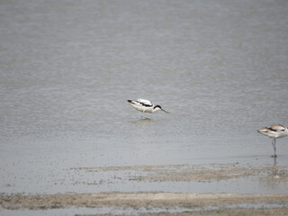 Pied Avocet feeding in pond