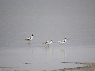 Flock of Pied Avocet