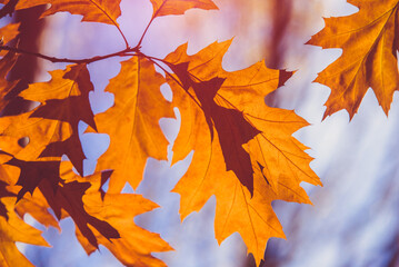 Red oak leaves on blue sky background
