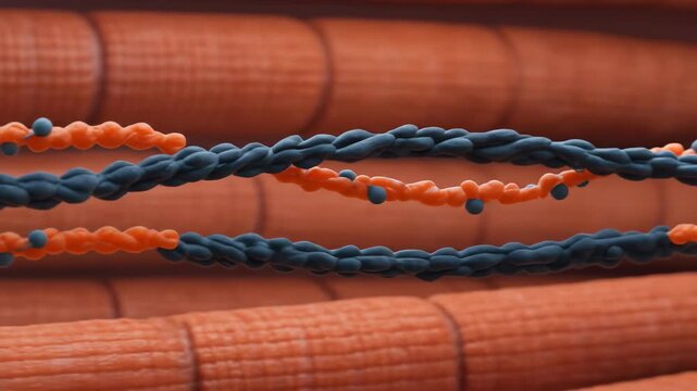 Illustration of Myosin and Actin Interaction in Muscle Contraction