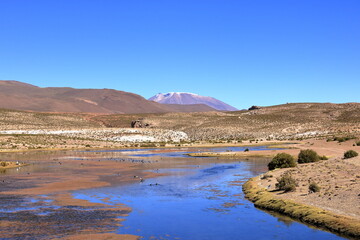 Birds at a small river at Altiplano in southern Bolivia