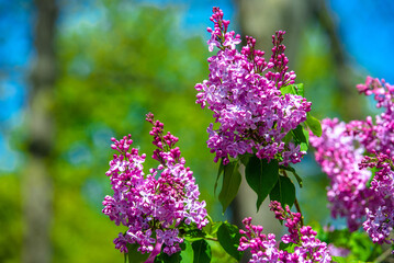 Pink lilac blooms in the Botanical garden