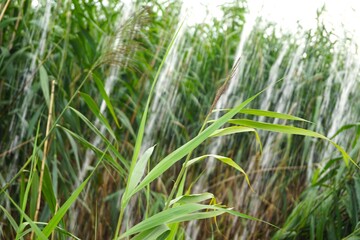 Reeds in Lake with Water Splash