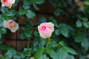 A beautiful rose bush in a public park in Japan