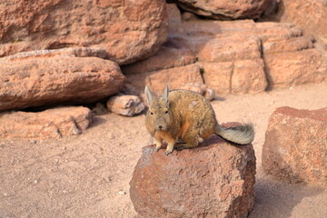 Chinchilla's rock, Roca de viscachas, Cute viscacha in the High Andean Plateau desert, Bolivia