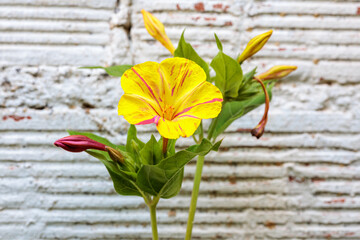 Mirabilis jalapa. Four o'clock flower a two-colored flower, yellow and red.