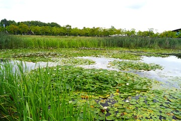 pond with flowers