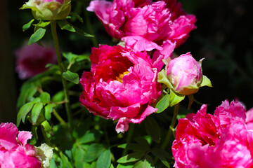 Beautiful flower of paeonia plant