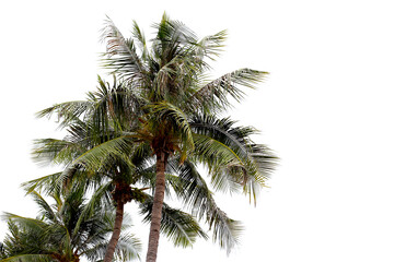 Obraz premium Tall coconut palm trees swaying in the wind