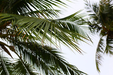 Fototapeta premium Coconut palm leaves in the wind