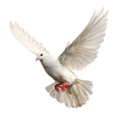 Obraz premium white dove flying isolated on white background