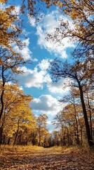 Fototapeta premium Autumnal forest path under a vibrant sky