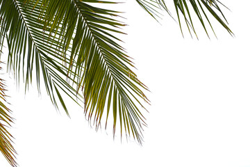 Obraz premium Coconut palm leaves in the wind