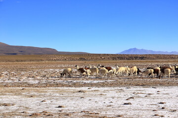 lama herd near the Uyuni Salt flat, Bolivia