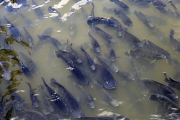A group of tilapia fish swimming in pond water