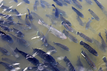 A group of tilapia fish swimming in pond water