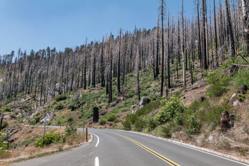 After the wildfire. Generals Highway, Kings Canyon National Park, The western slopes of the Sierra...