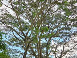 Wide angle view of a large tree with sprawling branches and bright green leaves under a cloudy blue sky