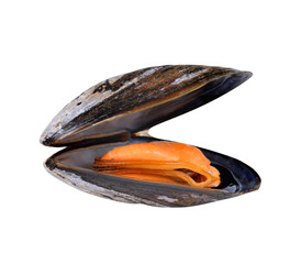 raw mussels isolated 