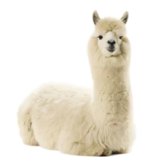 Stickers Lama Fluffy alpaca sitting isolated on a transparent background  © moin