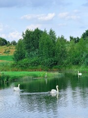 tender white swans at the lake, reflection on the water, summer