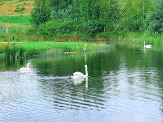 tender white swans at the lake, reflection on the water, summer