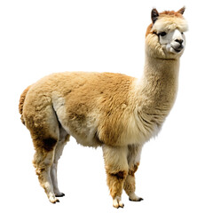 Obraz premium Fluffy alpaca standing isolated on a transparent background