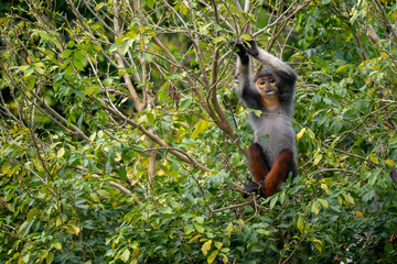 Red-shanked Douc Langur - Pygathrix nemaeus, beautiful unique colored primate endemic to tropical forests of Southeast Asia, Son Tra, Vietnam.