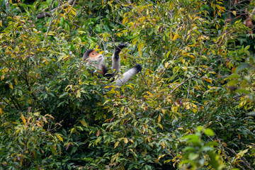Red-shanked Douc Langur - Pygathrix nemaeus, beautiful unique colored primate endemic to tropical forests of Southeast Asia, Son Tra, Vietnam.