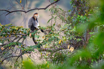 Red-shanked Douc Langur - Pygathrix nemaeus, beautiful unique colored primate endemic to tropical forests of Southeast Asia, Son Tra, Vietnam.
