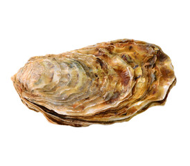 raw oyster isolated 