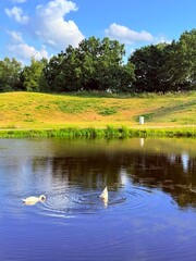 tender white swans at the lake, reflection on the water, summer