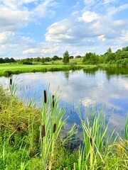 tender white swans at the lake, reflection on the water, summer