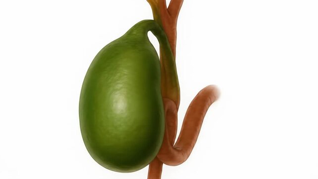Gallbladder and Bile Ducts Anatomy Visualization