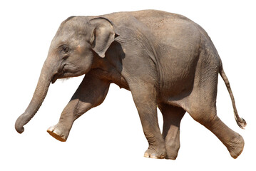 Obraz premium A baby elephant is walking on a white background