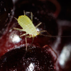 Green aphids on berries in nature. Macro