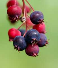 A cluster of blueberries hanging from a tree