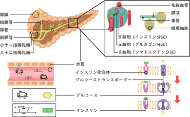膵臓　インスリン　仕組み　イラスト　日本語
